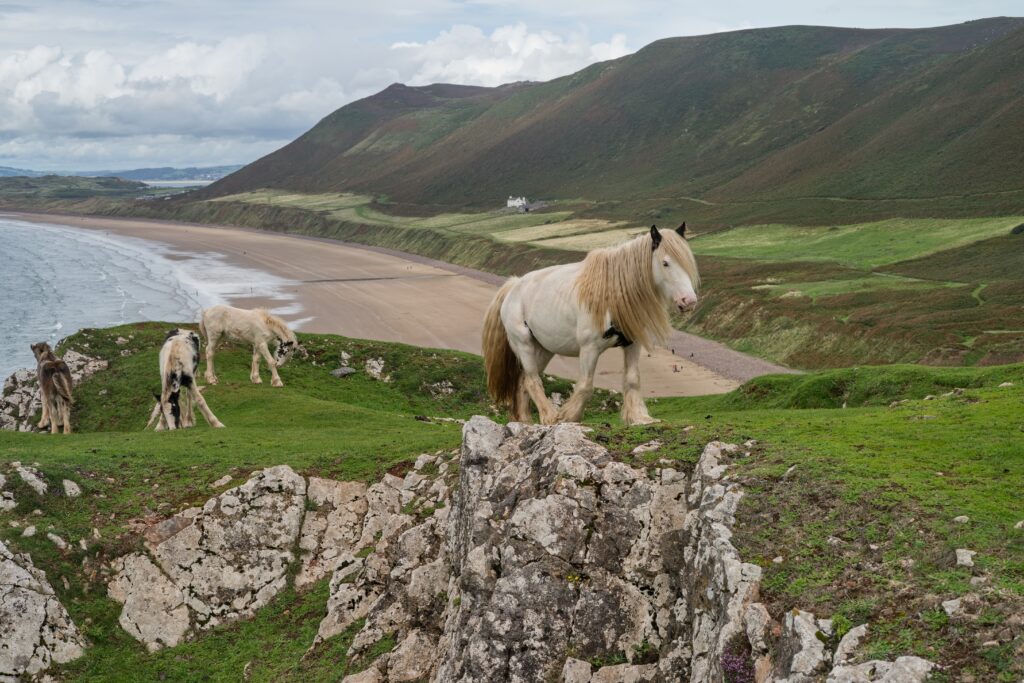 Poníci nad Rhossili Bay.